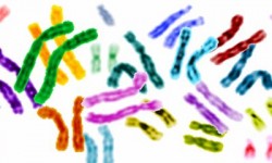 Human_genome Human_genome