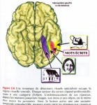 neurones miroir neurones miroir